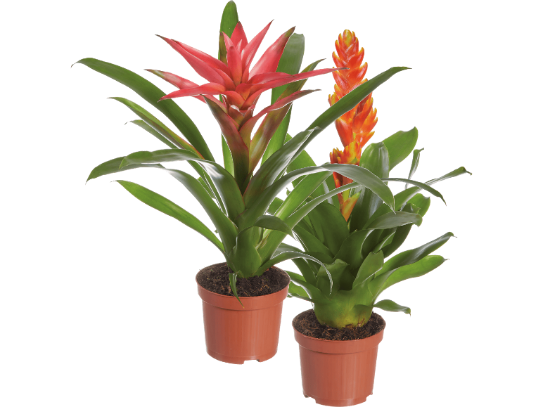 Två bromeliaplantor i bruna krukor