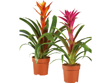 Bromelia
