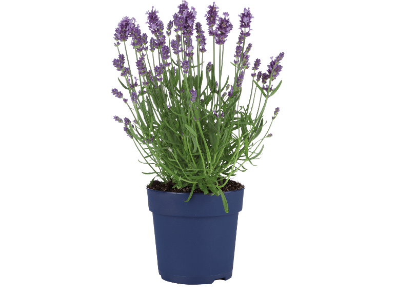 Lavendel