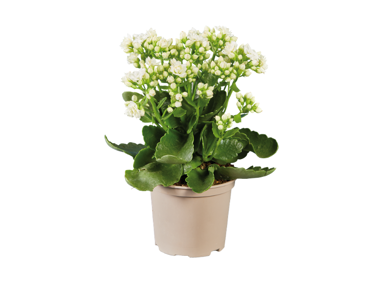 Kalanchoe-växt med vita blommor i en beige kruka.