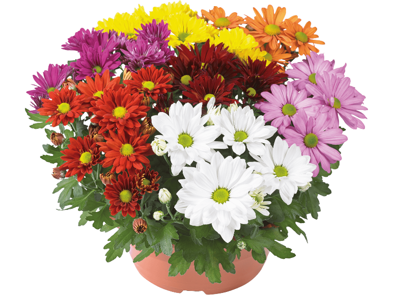 Kruka med färgglada krysantemum med gula, lila, röda, vita, rosa och orange blommor.