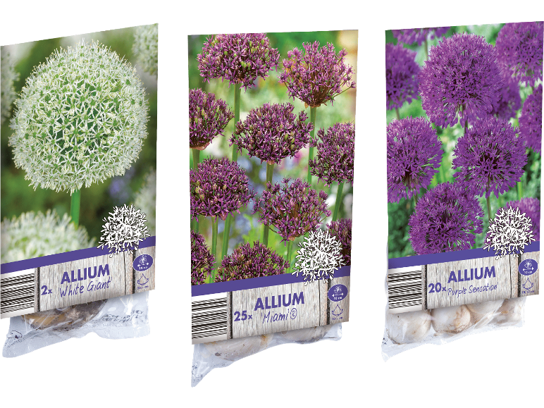 Tre förpackningar med alliumlökar, inklusive 'White Giant', 'Miami' och 'Purple Sensation'.