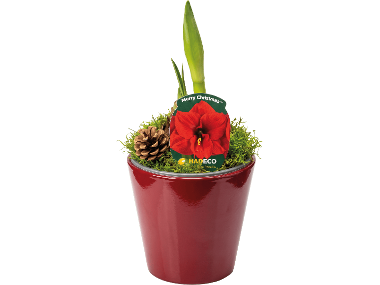 Röd amaryllis i en röd keramikpott med juldekorationer