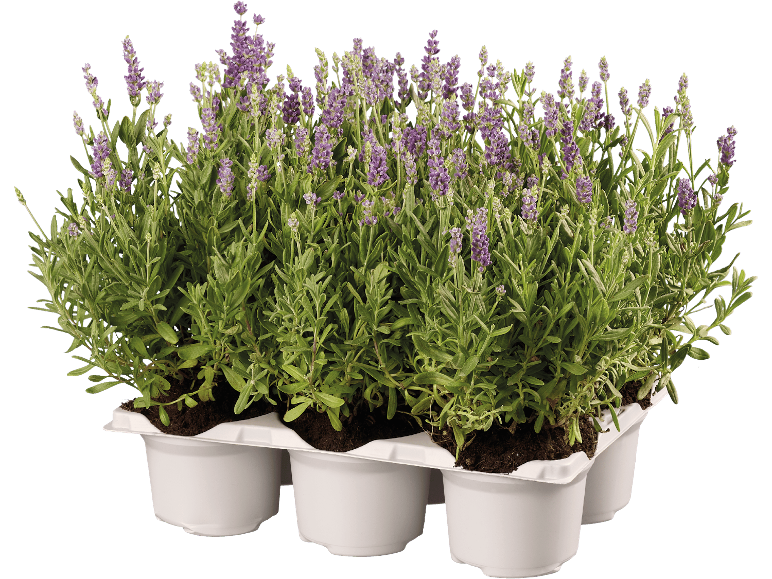 Lavendel Angustifolia