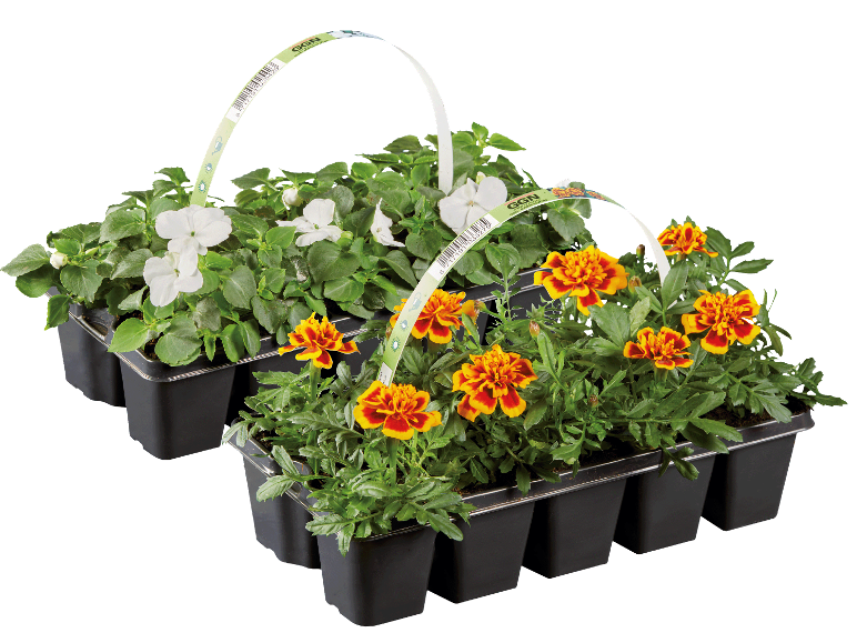 Två brickor med växter, en med vita blommor och en med orange-röda tagetes, med GGN-etiketter.