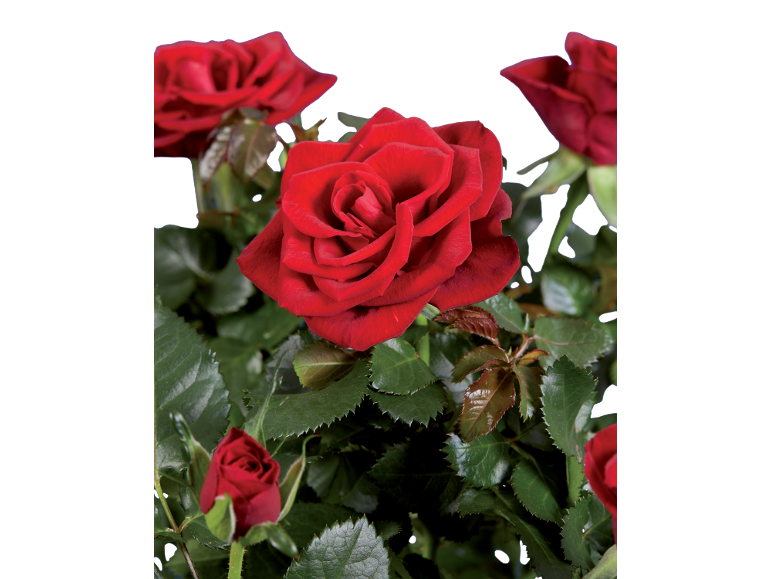 Levande röda rosor med frodiga gröna blad mot en svart bakgrund.