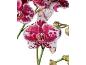 Närbild av livfulla rosa och vitfläckiga orkidéer med gröna stjälkar mot en svart bakgrund.