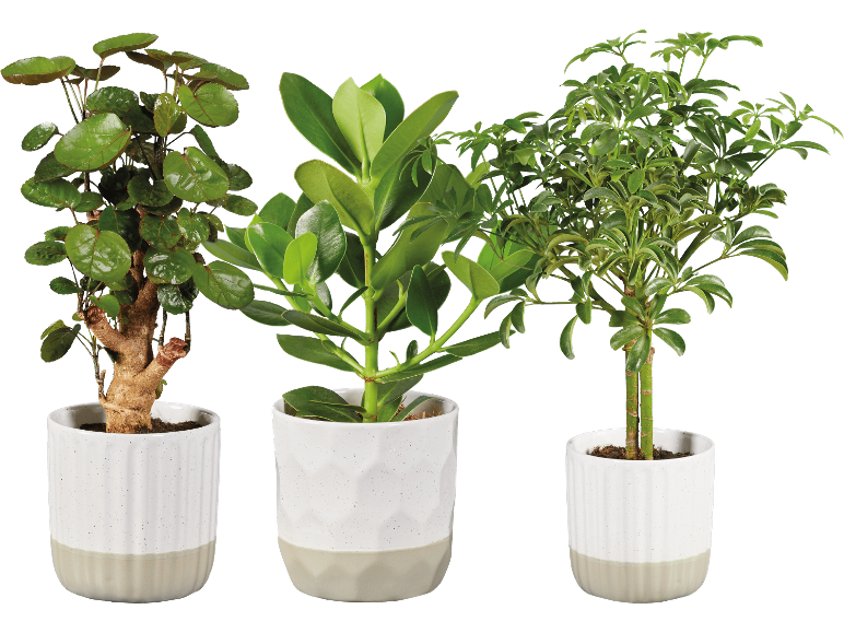 Tre krukväxter i vita och grå krukor: en kinesisk penningplanta, en ficus och en schefflera.