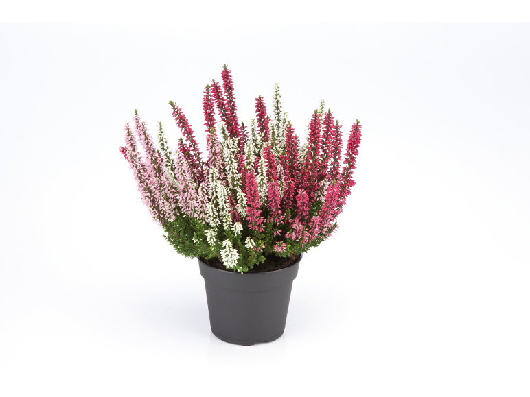 Krukväxt med rosa, vita och röda blommor.