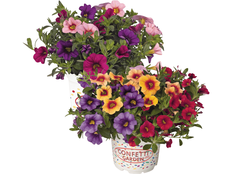 Två krukor med färgglada calibrachoa-blommor, en med rosa och lila, den andra med gula, röda och lila, på svart bakgrund.