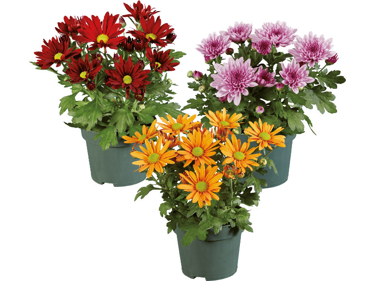Tre krukor med röda, rosa och orange krysantemum.