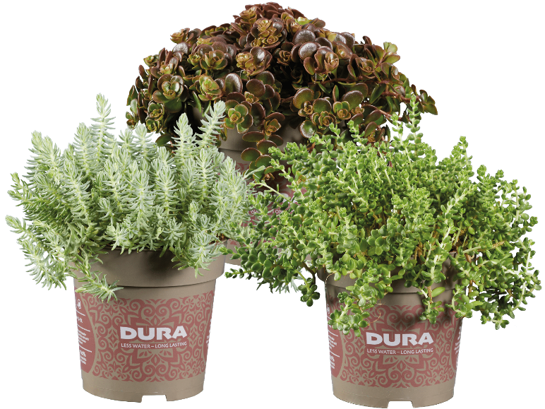 Tre krukor med suckulenter i olika former och färger, med etiketten ”LESS WATER – LONG LASTING”.