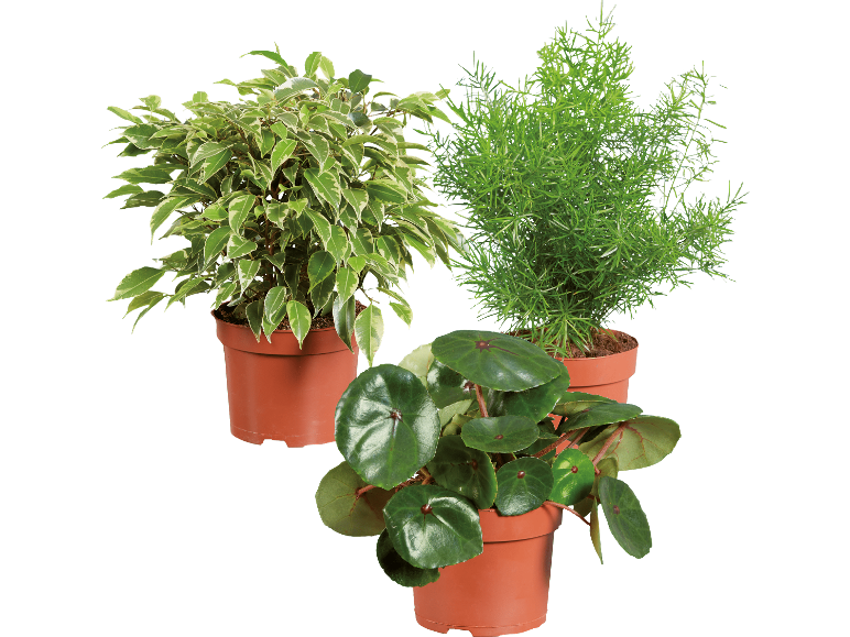 Tre krukväxter: fikus, sparris och peperomia, i bruna krukor.