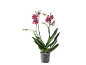 Phalaenopsis-orkidé med röd- och vitprickiga blommor i en genomskinlig kruka.