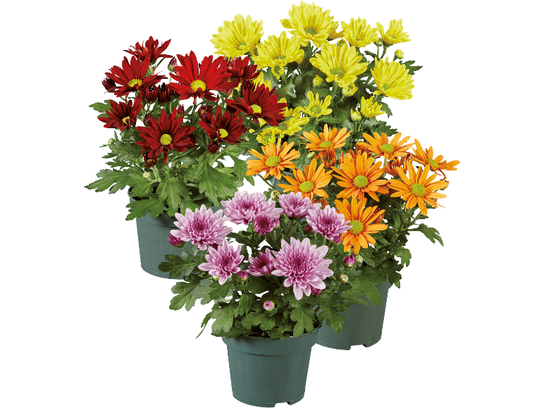 Färgglada krysantemum i krukor: röd, gul, orange och lila.