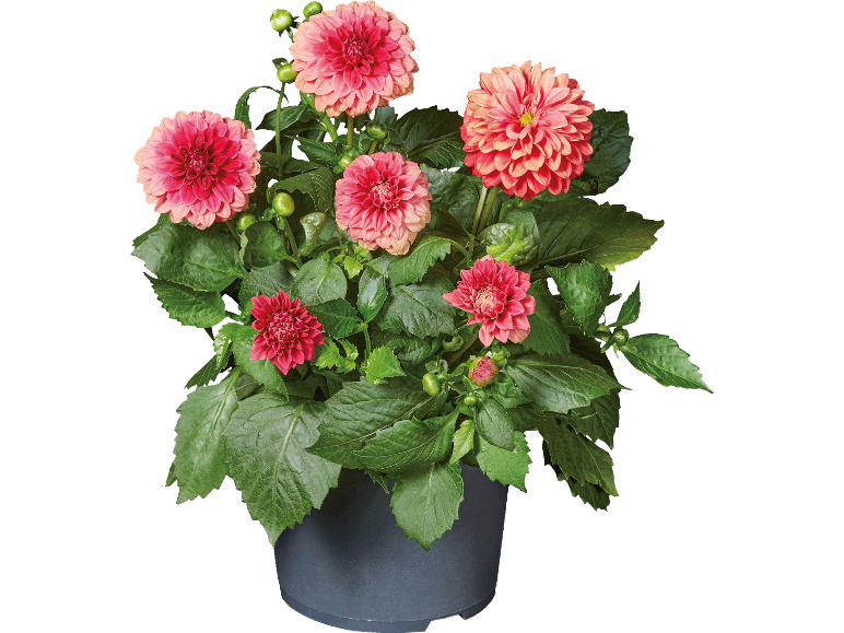 Dahlia