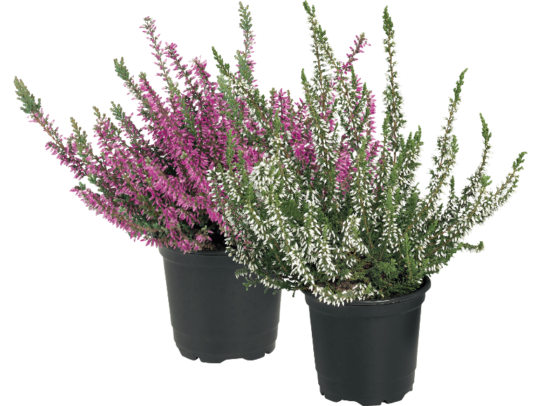 Två krukor med ljung i rosa och vitt på en svart bakgrund