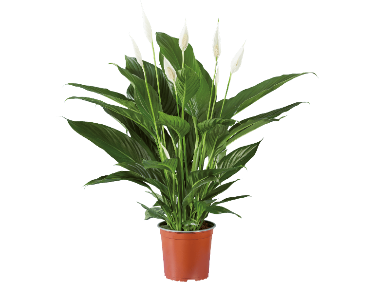 Dummymarke Spathiphyllum i kruka med vita blommor och gröna blad.