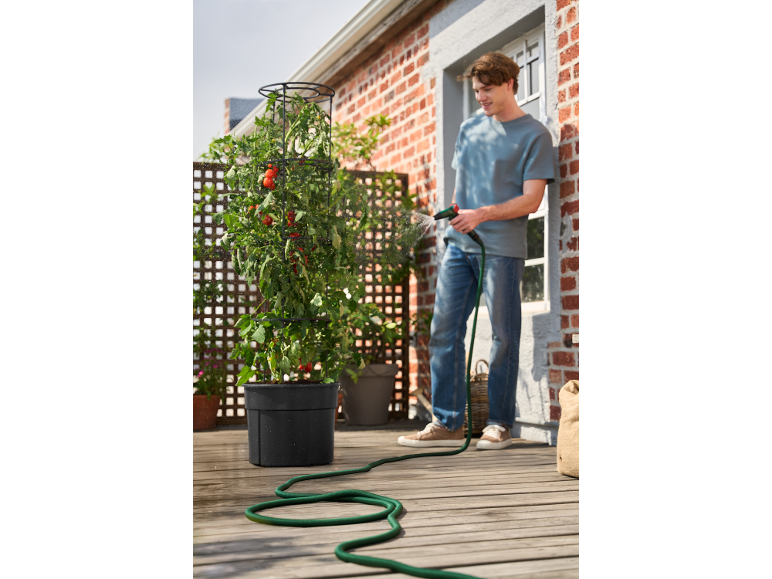 Man vattnar en tomatplanta i en stor svart kruka på en trädäck.