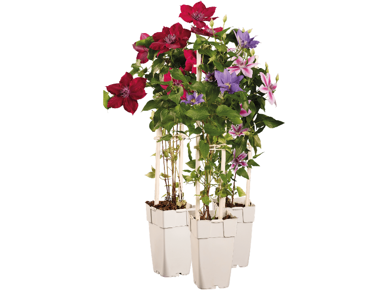 Krukväxter med röda, lila och rosa klematisblommor mot svart bakgrund.