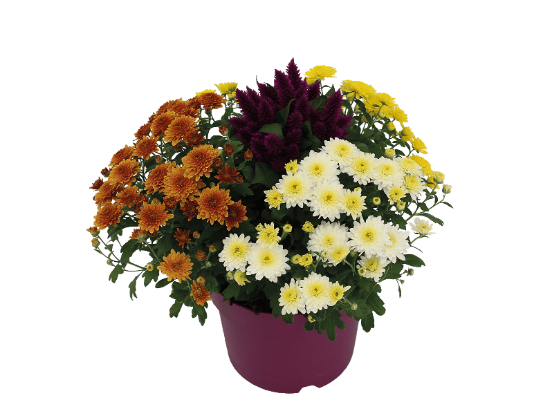 DUMMYMARKE höstblomstermix Herbstfeuer-Mix i en lila kruka.