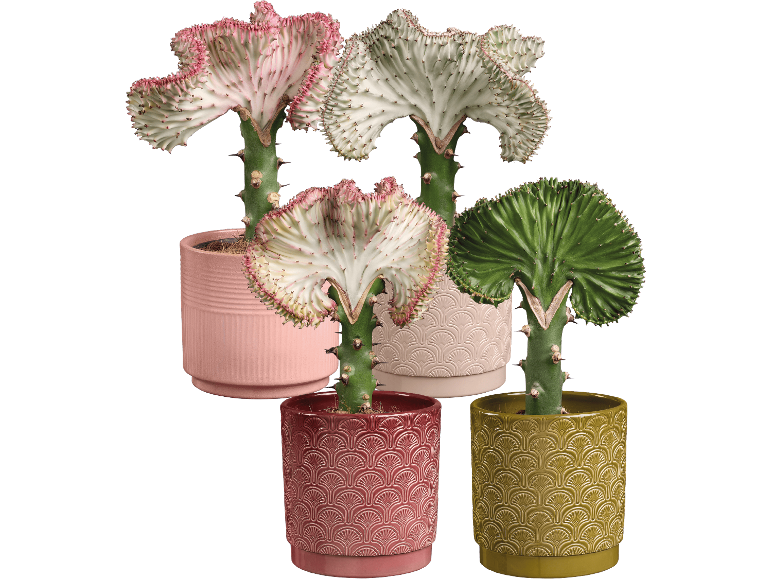 Fyra Euphorbia lactea-kaktusar i färgglada krukor från märket Dummymarke.