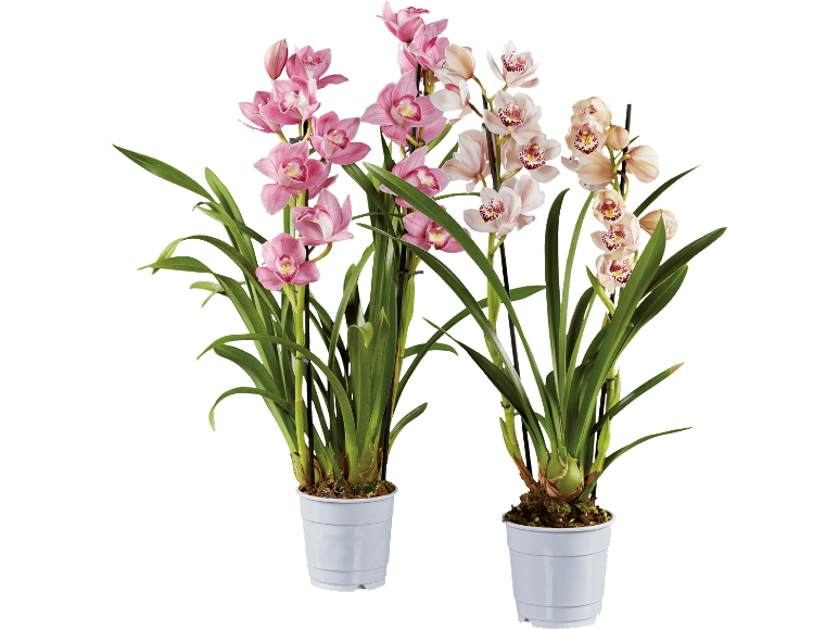 Två Cymbidium-orkidéer i vita krukor med rosa och krämfärgade blommor.