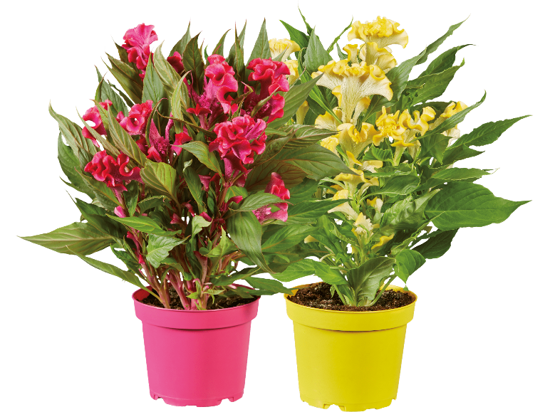 Två krukodlade celosiaväxter, en med röda blommor i en rosa kruka, den andra med gula blommor i en gul kruka.
