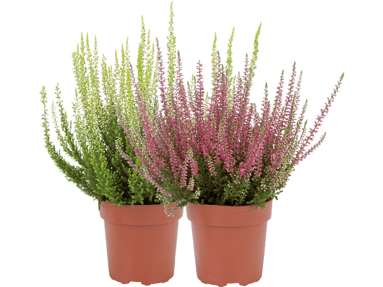 Två krukodlade ljungväxter, en grön och en rosa, mot svart bakgrund.