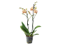 Phalaenopsis-orkidé med krämfärgade blommor och rosa ränder i en genomskinlig kruka.