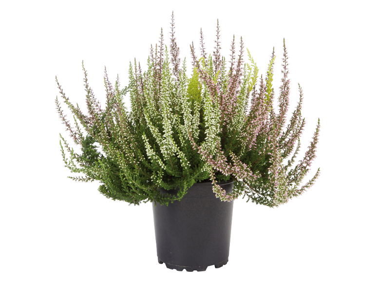Ljungväxt i svart kruka med vita och rosa blommor