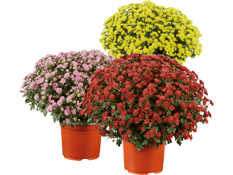 Tre krukor med blommande krysantemum: rosa, röd och gul.