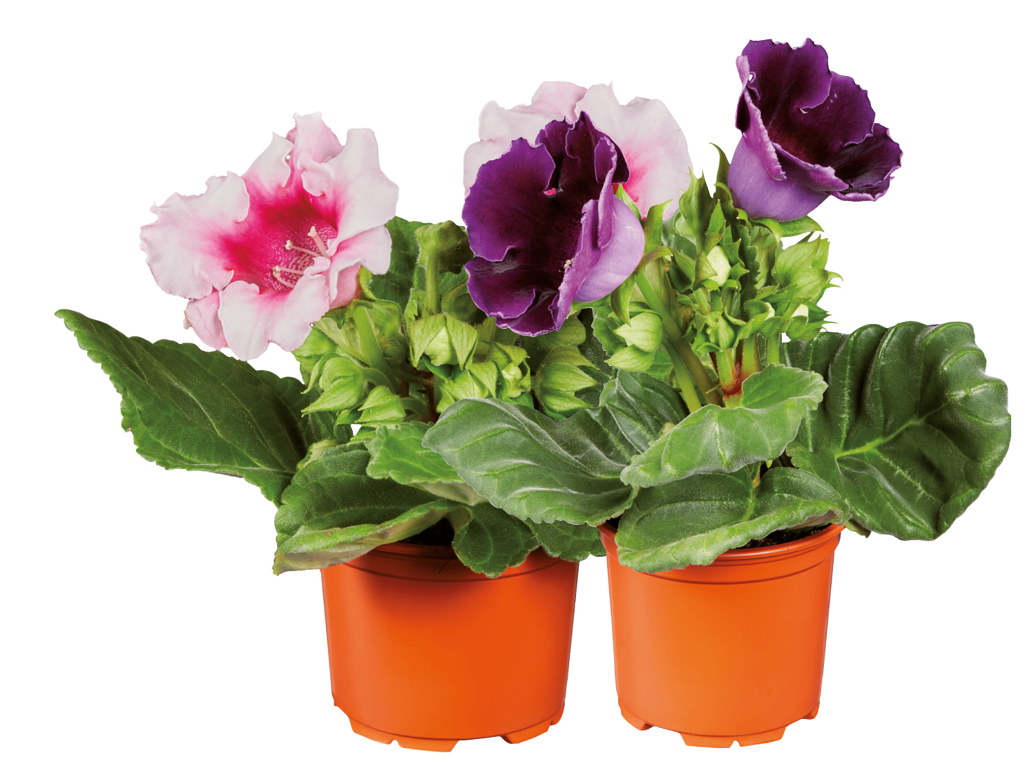 Gloxinia