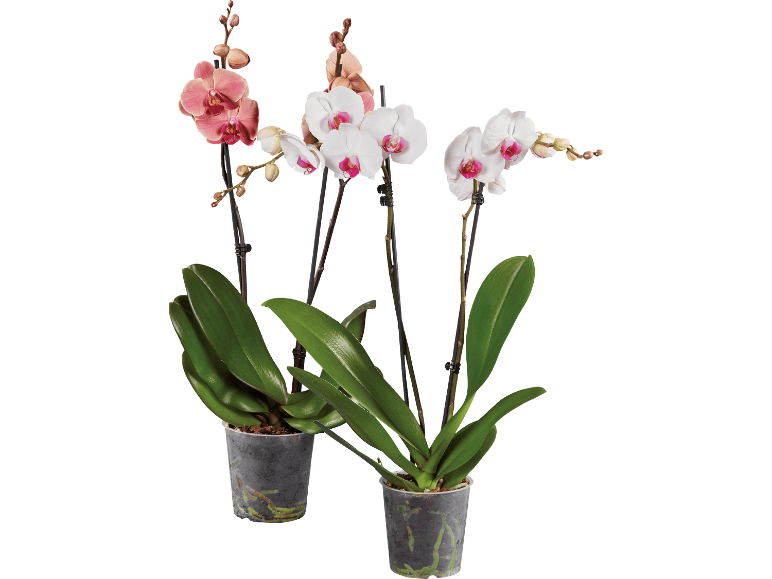 Två krukväxter med orkidéer med rosa och vita blommor och gröna blad.