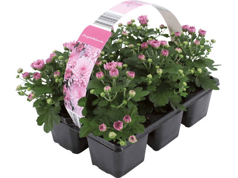 Rosa krysantemum i kruka med dekorativ etikett.