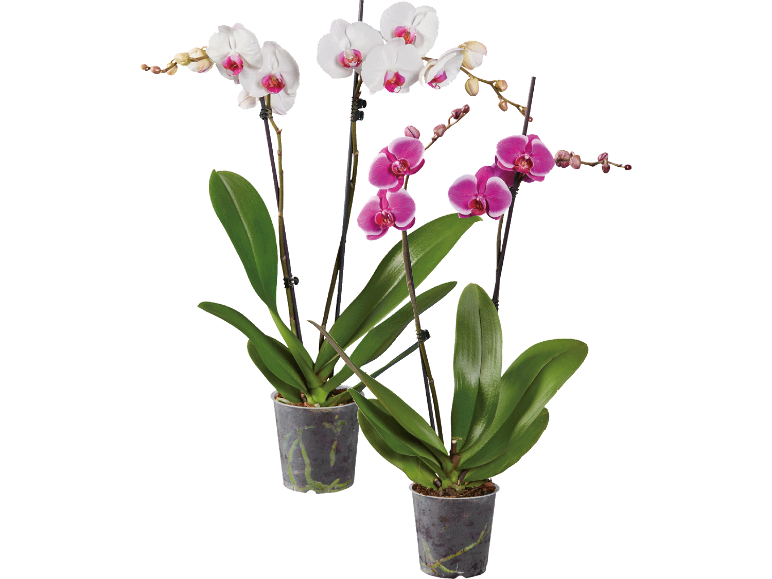 Två krukväxter Phalaenopsis-orkidéer, en vit och en fuchsia, med gröna blad.