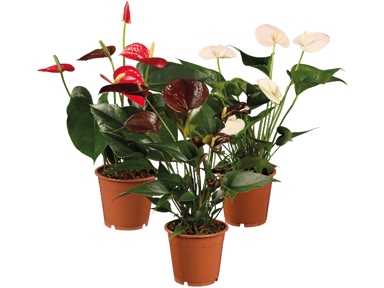 DUMMYMARKE Anthurium-plantor i bruna krukor med röda, mörkröda och vita blommor