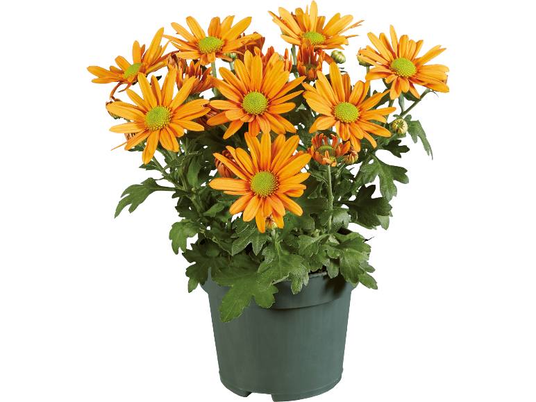 Orange krysantemum i en grön plastkruka
