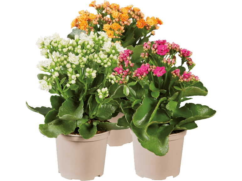 Kalanchoe