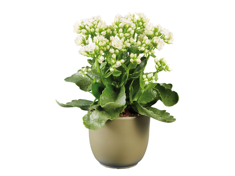 Krukväxt med vita blommor och gröna blad mot svart bakgrund.