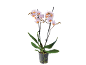 Phalaenopsis-orkidé med ljusrosa och orange blommor i en transparent kruka.