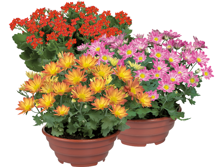 Krukväxter med orange, rosa och röda blommor mot svart bakgrund.