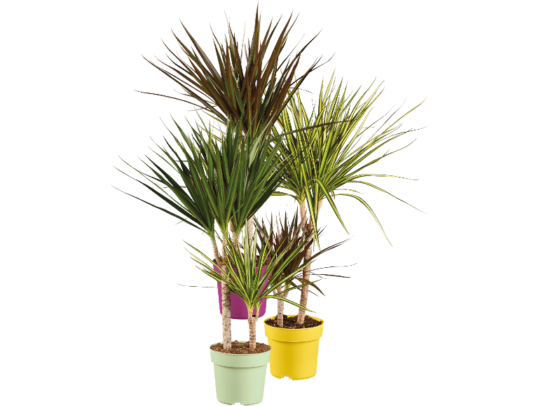 Tre färgglada krukor med kantdracena mot en svart bakgrund