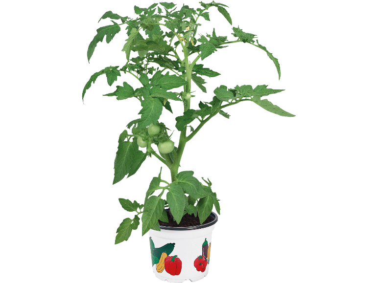 Krukväxt med tomat med gröna frukter och blommor, dekorerad med grönsaker.
