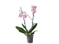 Phalaenopsis-orkidé med vita blommor och lila fläckar i transparent kruka.