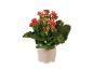 Krukväxt kalanchoe med röda blommor och rosa knoppar mot svart bakgrund.