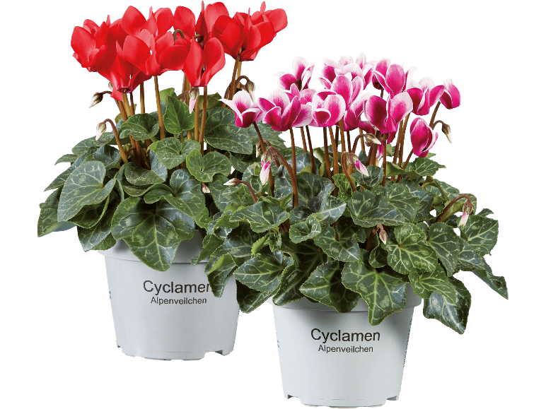 Två krukväxter av cyklamen med röda och rosa blommor på svart bakgrund