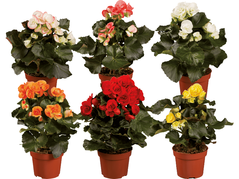 Sex krukbegonior i olika färger: rosa, rött, vitt, orange och gult.