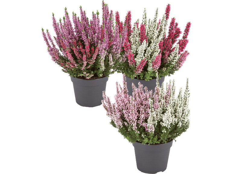 Tre krukor med blommande ljung i olika färger