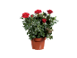 Krukväxtros med livfulla röda blommor och frodiga gröna blad.